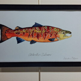 Dierdre Oliver “Atlantic Salmon” watercolor 9x15 $125