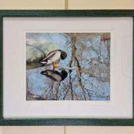 Jan Reiss “Preening Ducks” photograph 15x12 $200