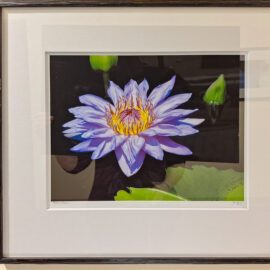 Jan Reiss “Water Flower” photograph 23.5x20 $400