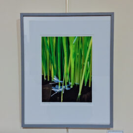 Jan Reiss “Wings and Reeds” 21x17 $400