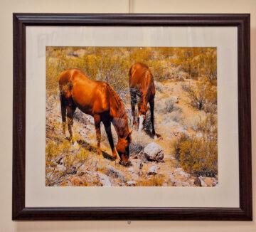A photograph of brown horses eating grasses from the rocky ground