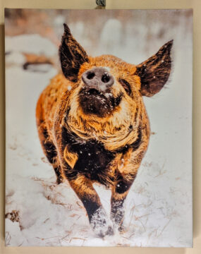 Photo on canvas brown and black pig happily tosses its head in a snowy field