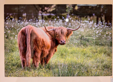 Photo on metal brown highland cow looks back in a field of flowers