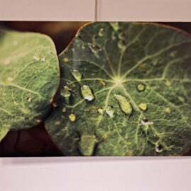Stacy Hannings “Plant Study-Peterborough NH” recycled aluminum print 17x11 $75