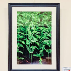 Stacy Hannings “Plant Study-Greenfield NH” archival pigment print 23x17 $75