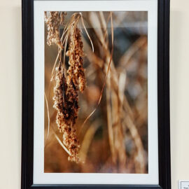 Stacy Hannings “Plant Study-New England” archival pigment print 21x15 $75