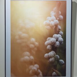 Stacy Hannings “Plant Study-New London NH” archival pigment print 34x26 $175