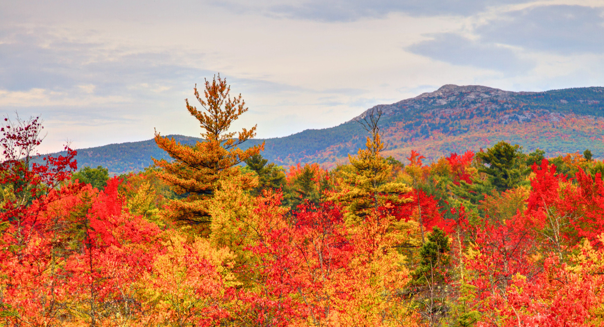 Mount Monadnock with vibrant fall foliage and trees in the foreground