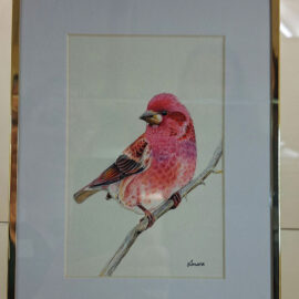 Framed illustration of a vibrant pink bird perched on a branch, showcasing intricate feather details and realistic color rendering, signed by the artist Amara