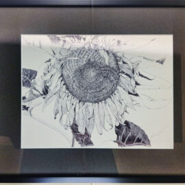 A pen and ink drawing by Leon Brassard of a sunflower in full bloom. The artwork focuses on the intricate details of the petals and seeds, with the flower's natural beauty rendered in precise black-and-white lines.