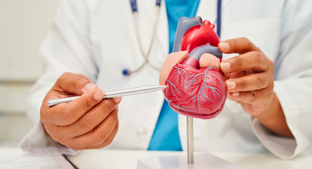 Close-up of a healthcare professional in a white coat holding a model of a human heart and pointing at it with a pen, demonstrating the anatomy and function of the heart