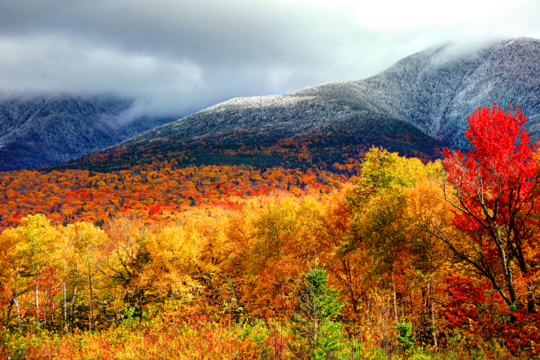 Scenic view of a vibrant autumn forest with colorful foliage in shades of red, orange, and yellow, set against a mountainous backdrop with a dusting of snow on the peaks