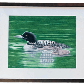 A drawing of a loon swimming across a green lake with two fluffy chicks riding on its back and swimming alongside, reflecting calm family connection.