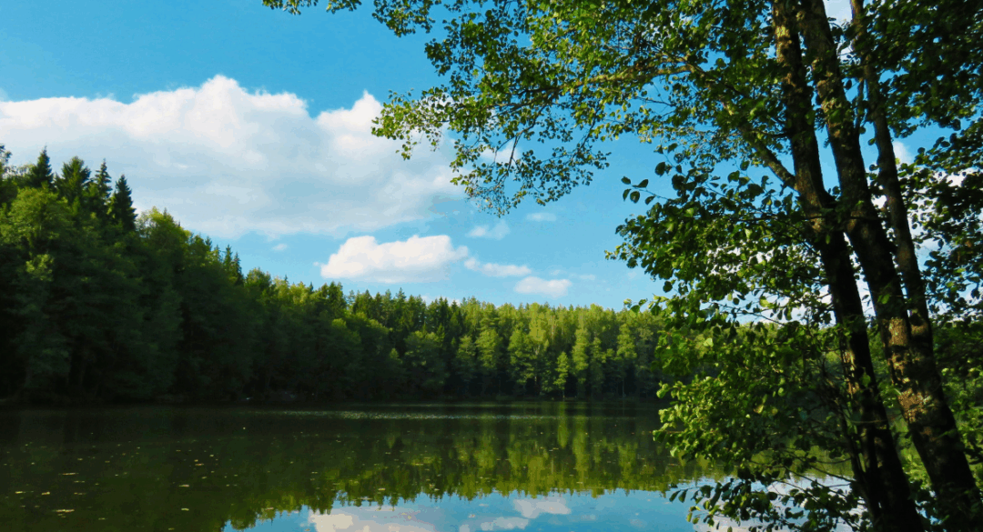 A peaceful lake surrounded by dense green forest under a sunny blue sky with scattered white clouds. Tree branches frame the foreground, reflecting the calm, natural beauty of the Monadnock region.