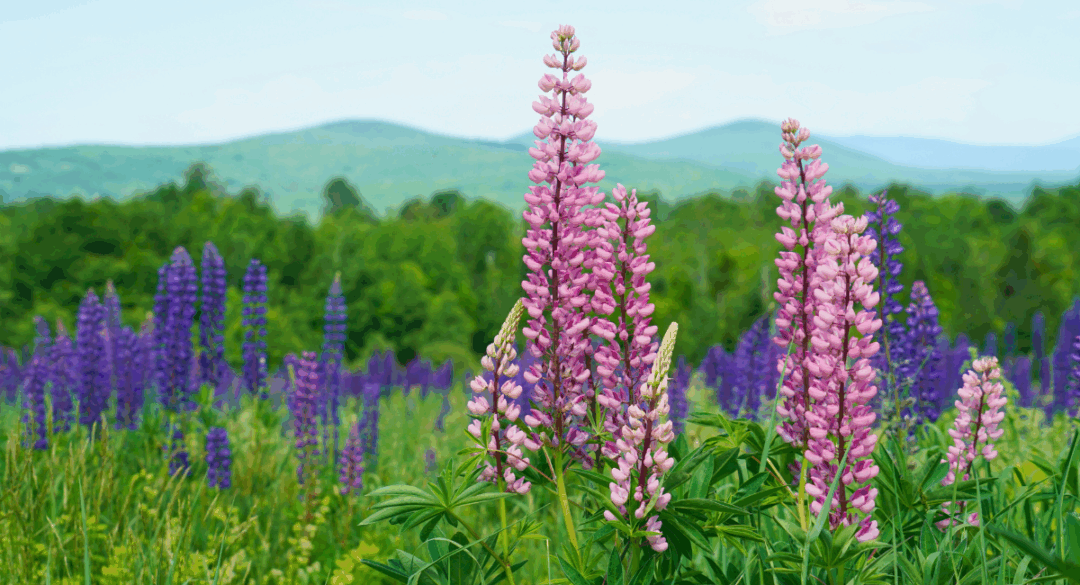 A vibrant field of blooming pink and purple lupines with lush green trees and rolling mountains in the background under a blue sky.