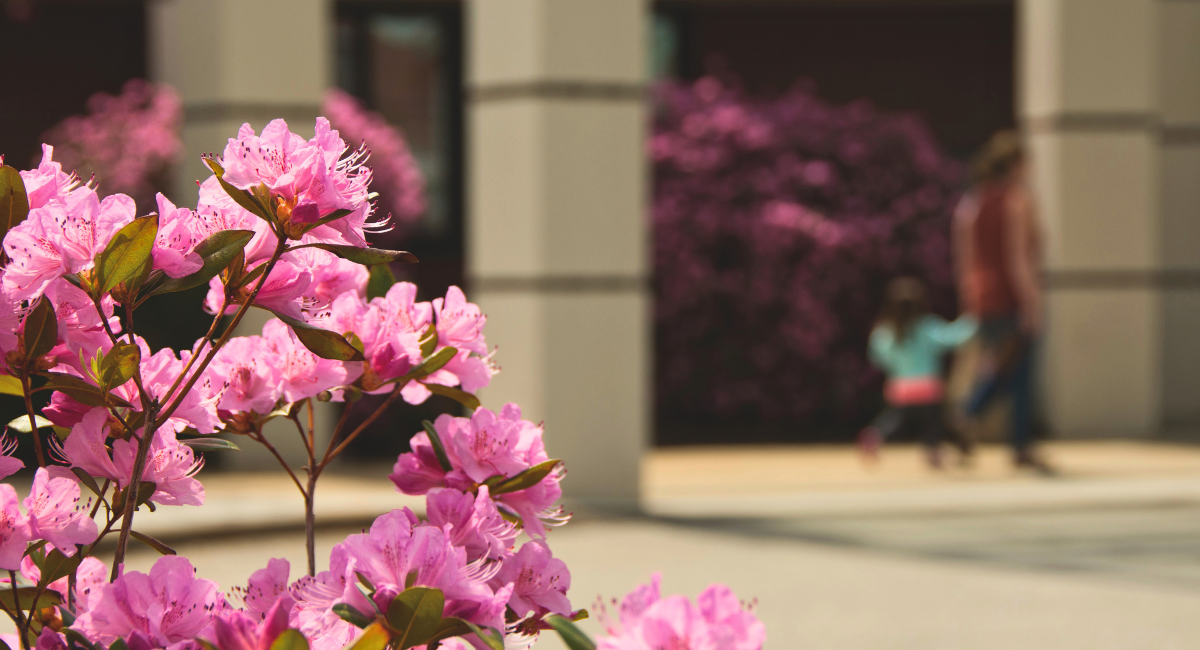 Pink azalea flowers in bloom outside Monadnock Community Hospital, with a parent and child walking past in the background