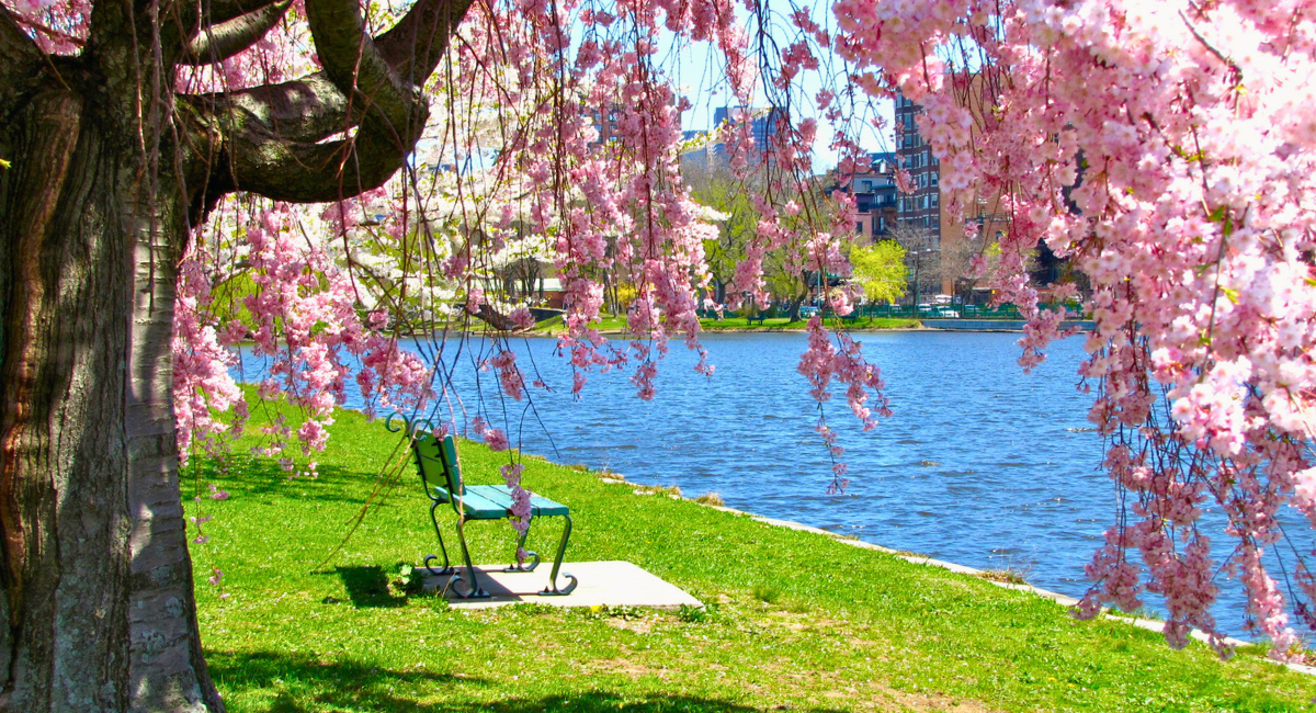 cherry blossom tree in full bloom overlooking a calm lake with soft spring sunlight and reflections on the water
